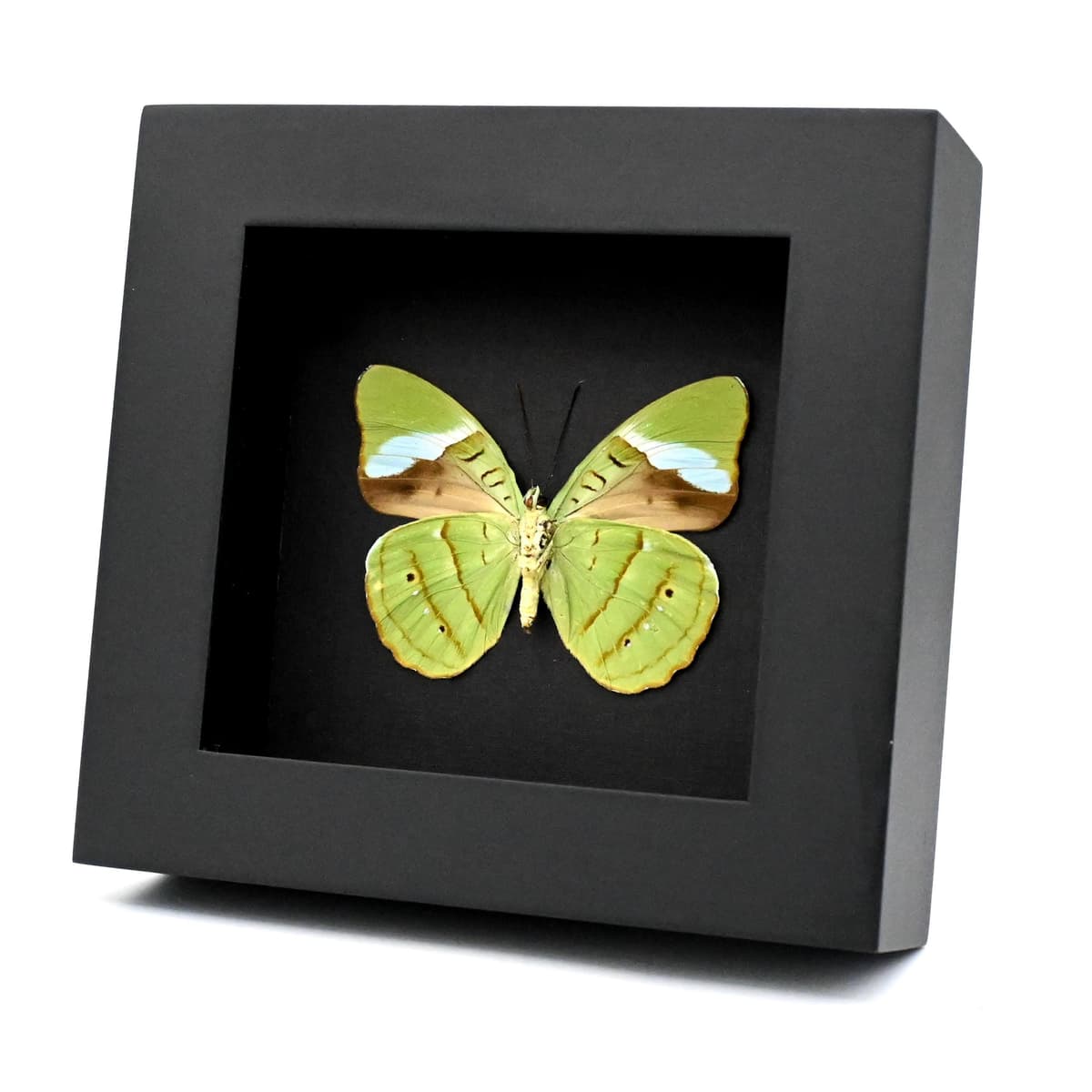 Real Green Olivewing butterfly framed taxidermy - Nessaea hewitsoni