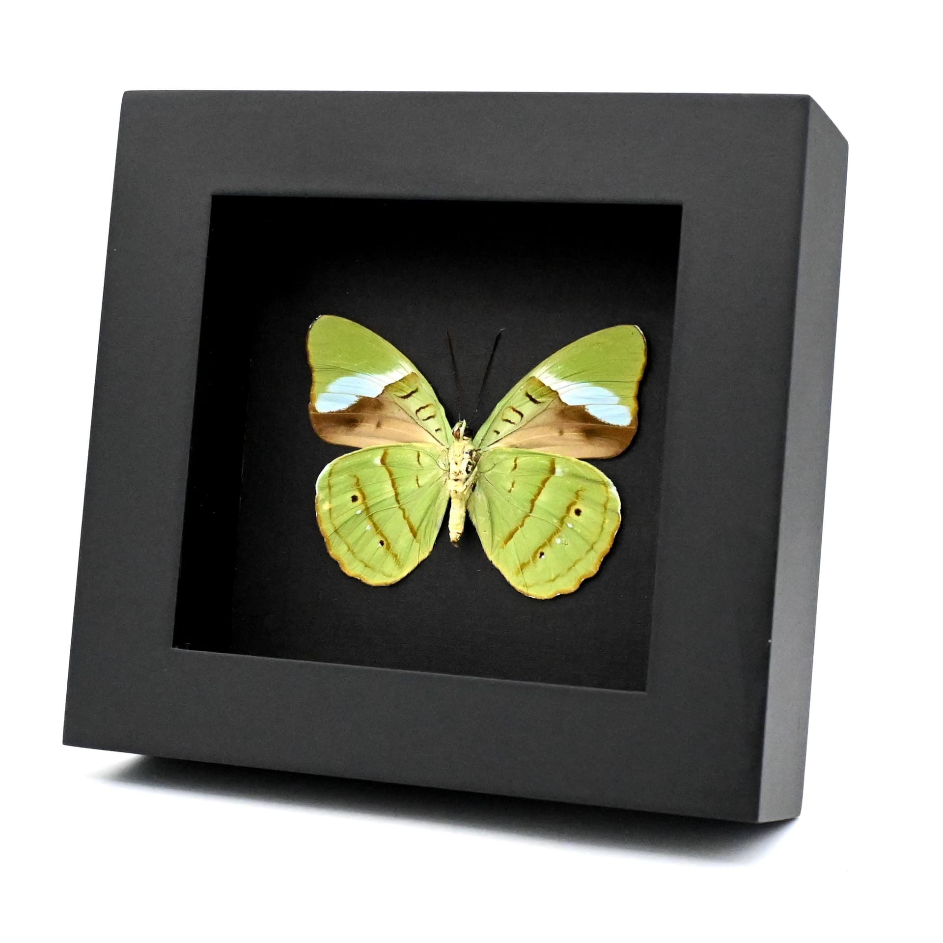 Real Green Olivewing butterfly framed taxidermy - Nessaea hewitsoni