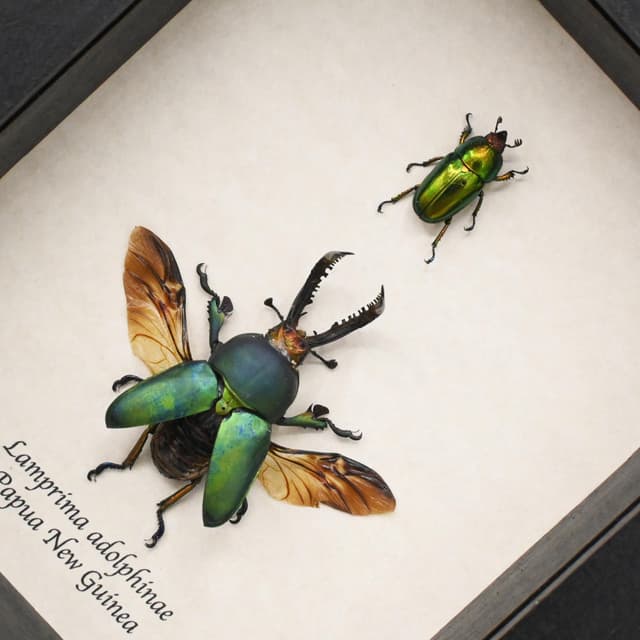 Real pair of Stag beetles framed taxidermy - Lamprima adolphinae - M+F pair