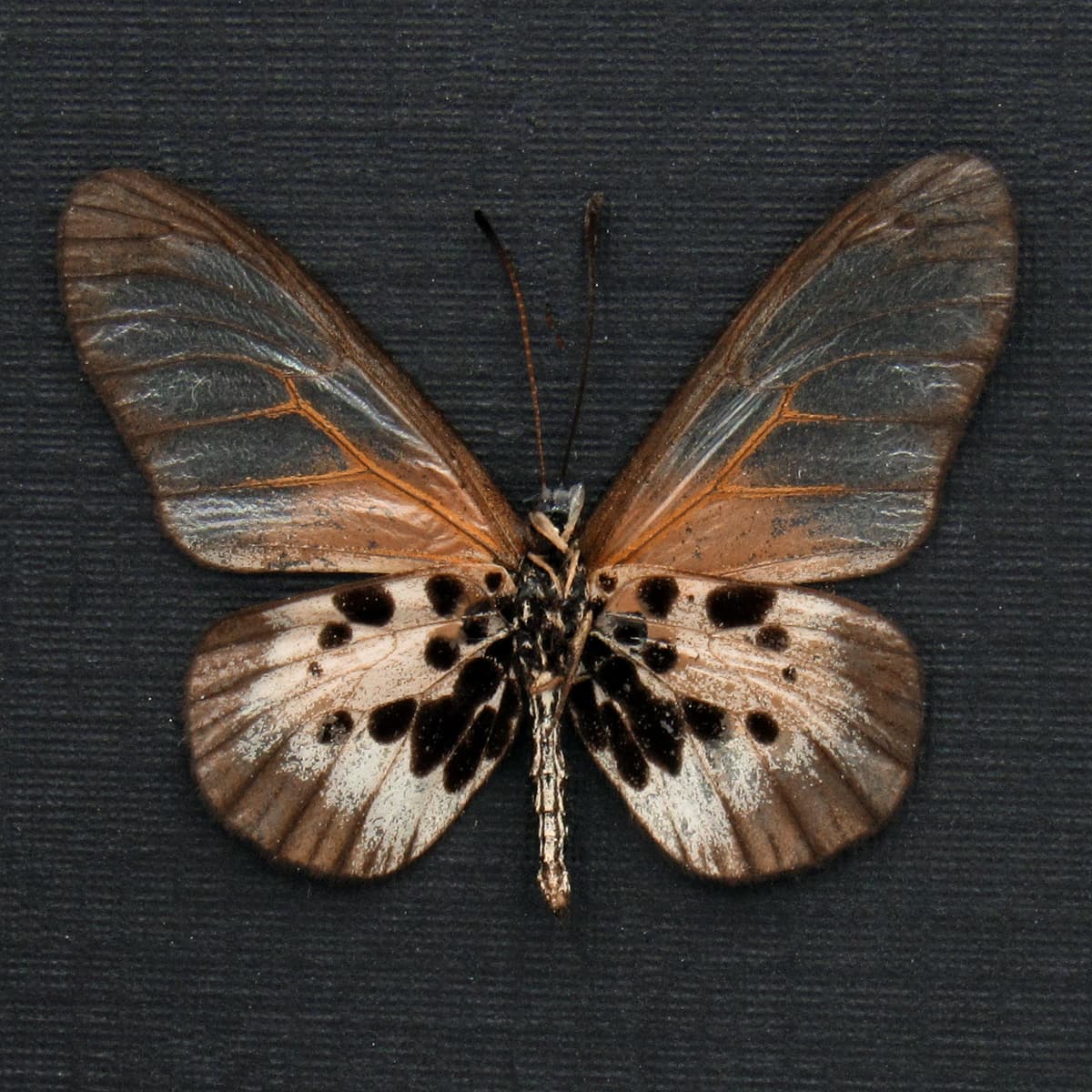 Rare pale pink Acraea butterfly framed taxidermy - Acraea species