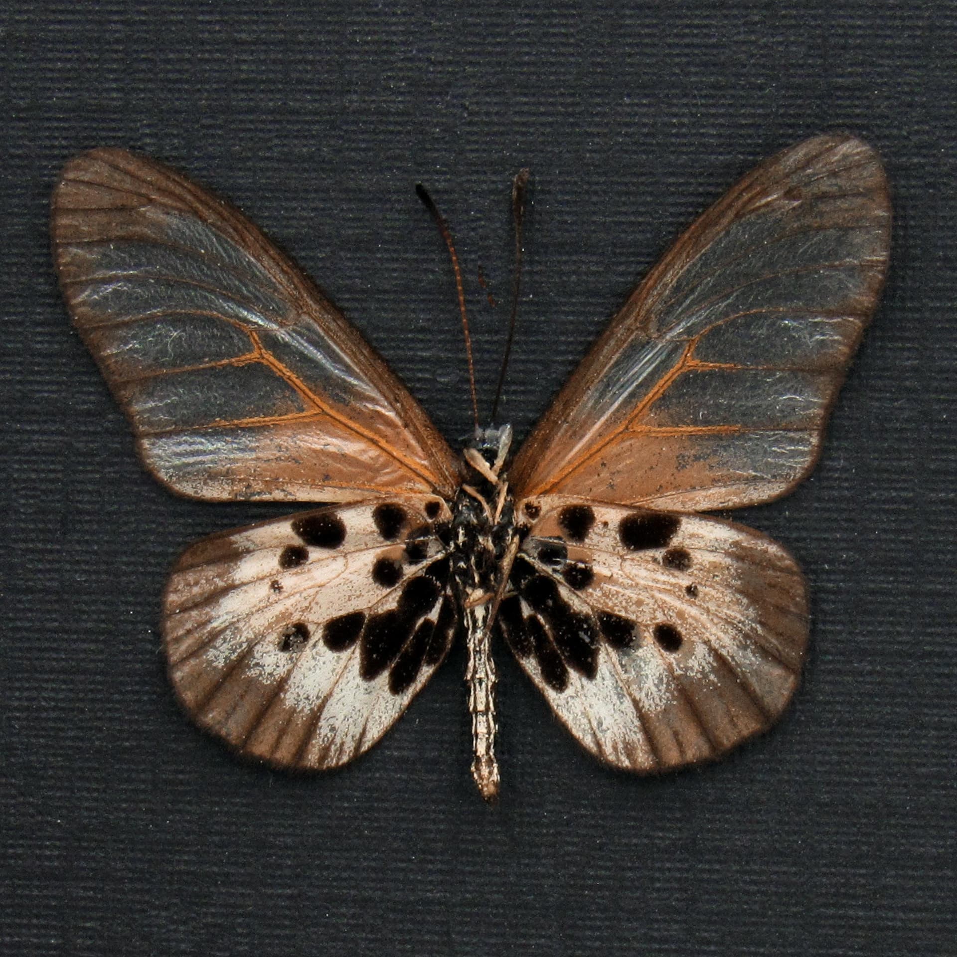 Rare pale pink Acraea butterfly framed taxidermy - Acraea species