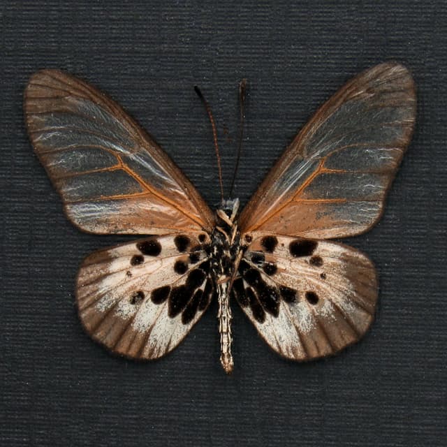 Rare pale pink Acraea butterfly framed taxidermy - Acraea species