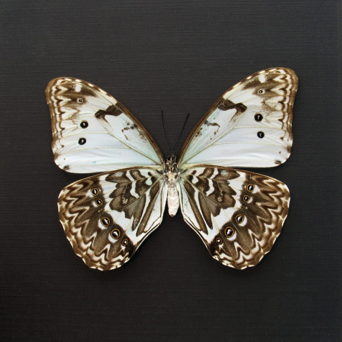 Rare pale green opalescent Mint Morpho butterfly framed taxidermy - Morpho catenaria - dark form female
