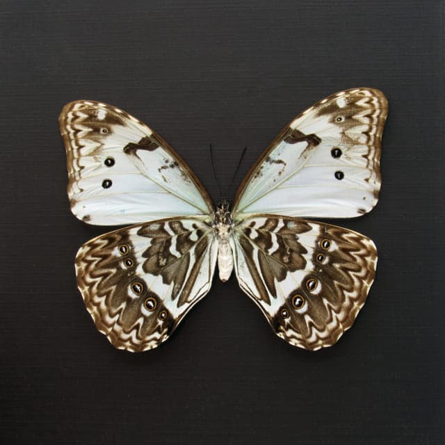 Rare pale green opalescent Mint Morpho butterfly framed taxidermy - Morpho catenaria - dark form female