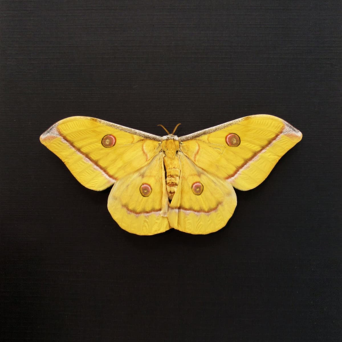 Real Giant yellow Saturn moth framed taxidermy - Antheraea jana - female - Victorian mount