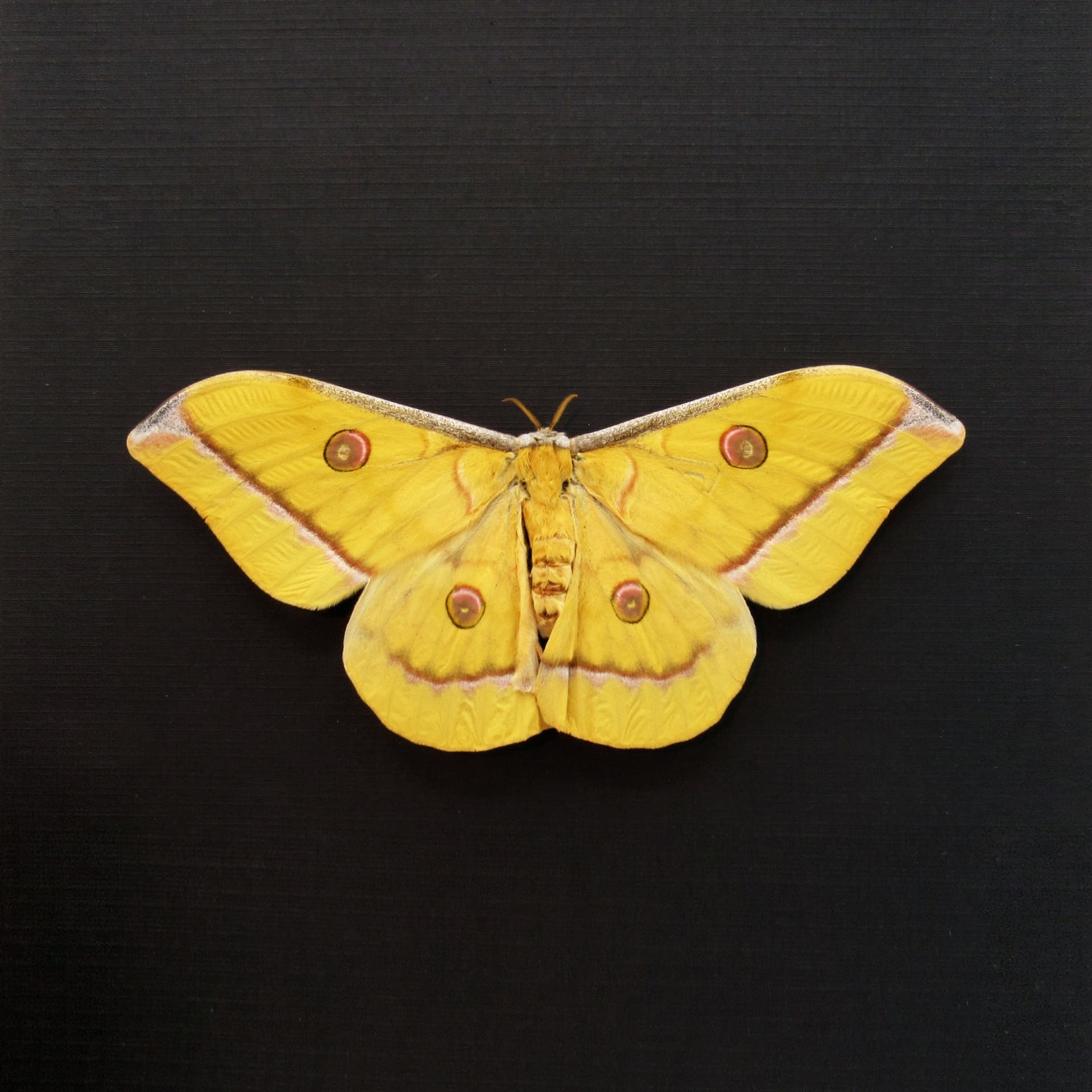 Real Giant yellow Saturn moth framed taxidermy - Antheraea jana - female - Victorian mount
