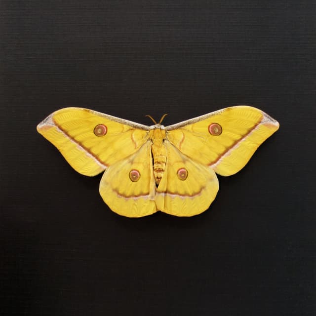 Real Giant yellow Saturn moth framed taxidermy - Antheraea jana - female - Victorian mount