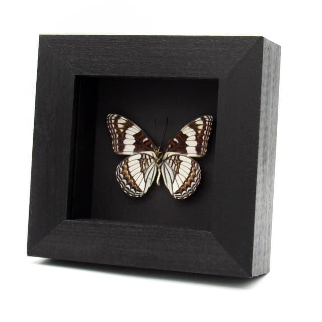 Real Weidemeyer's Admiral butterfly framed - Limenitis weidemeyerii