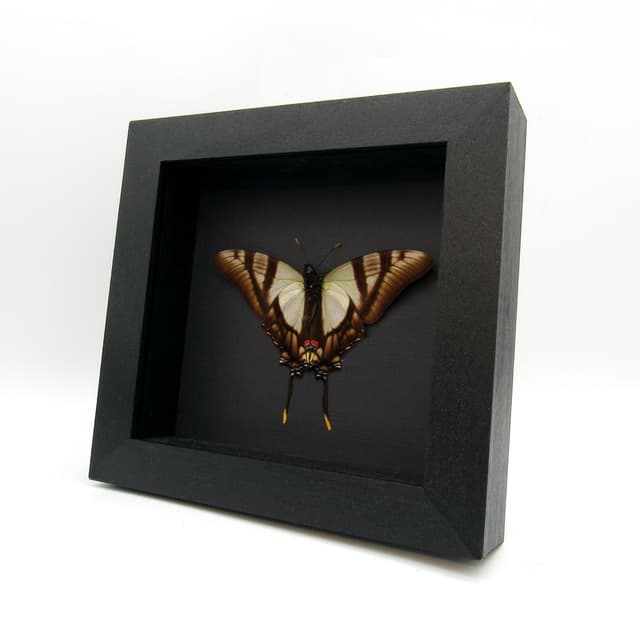 Real Swordtail butterfly framed taxidermy - Eurytides serville - Victorian mount