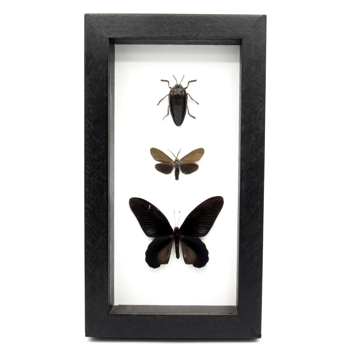 Real all black moth, beetle and butterfly framed taxidermy - Melolonthinae cyphochilus, Atrophaneura varuna, and Ctenucha virginica