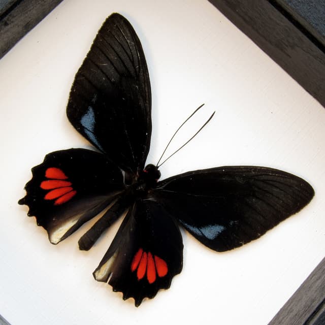 Real blue Cattleheart butterfly framed taxidermy - Parides lysander brissonius