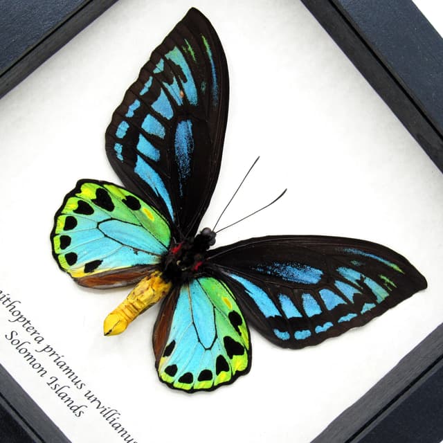 Rare GIANT Blue Birdwing butterfly framed taxidermy - Ornithoptera priamus urvillianus