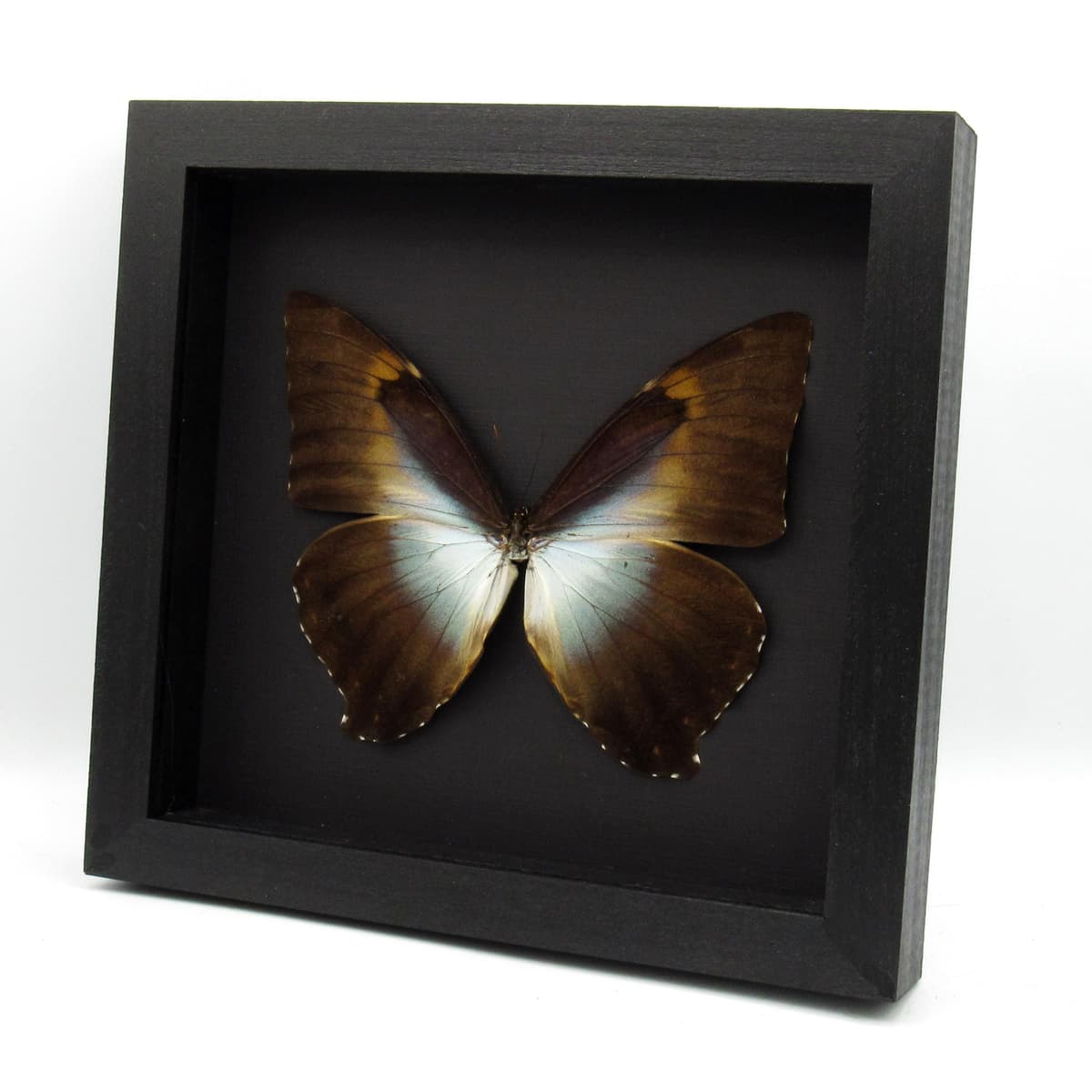 Real XL framed Morpho butterfly taxidermy - Morpho cisseis gahua