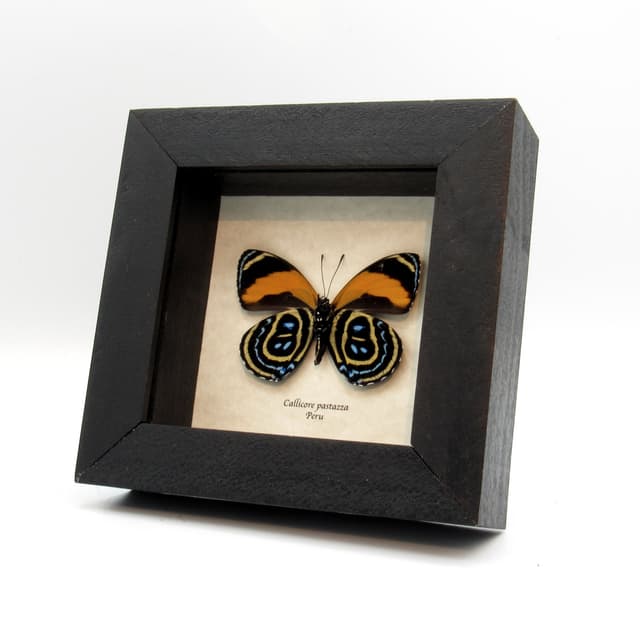 Real 88 Excelsior butterfly framed taxidermy - Callicore pastazza