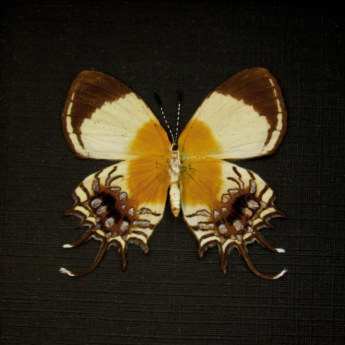 Rare Metalmark butterfly framed taxidermy - Helicopis gnidus - female