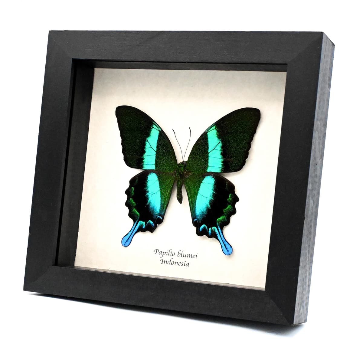 Real large Peacock Swallowtail butterfly framed taxidermy - Papilio blumei