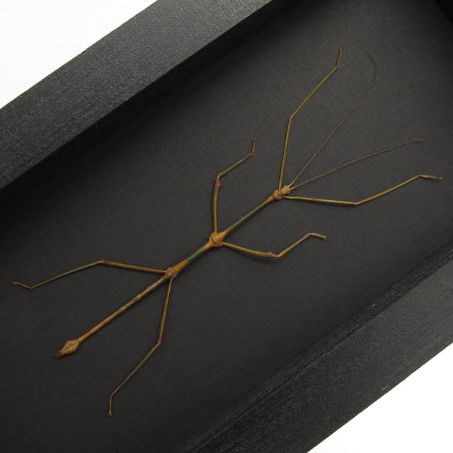 Real large stick bug framed taxidermy - Lonchodes modestus