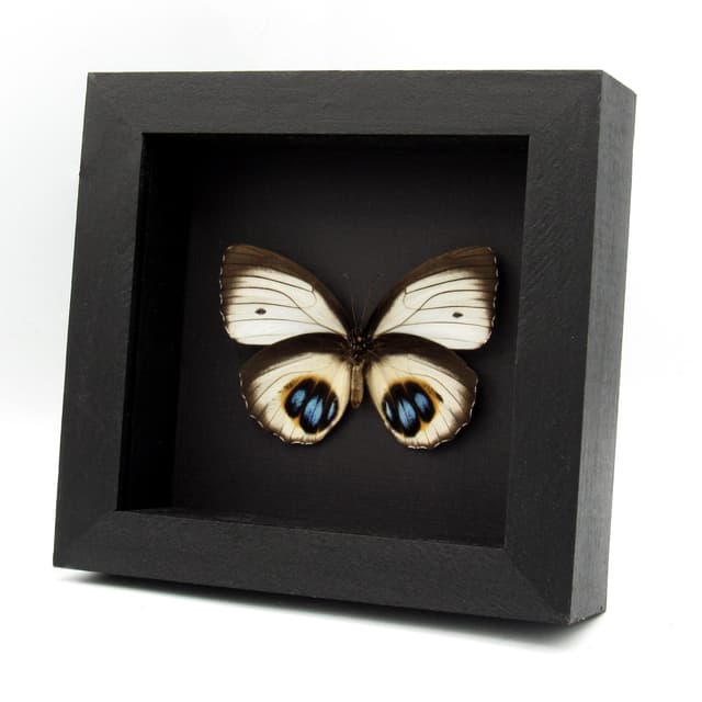 Real white Palmfly butterfly framed taxidermy - Elymnias agondas - light form