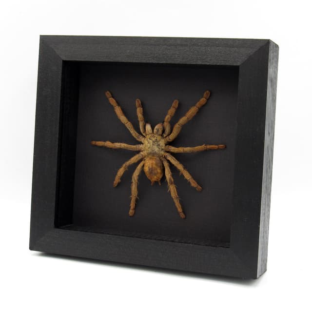 Rare Peach Earth Tiger Tarantula spider framed taxidermy - Phormingochilus rufus