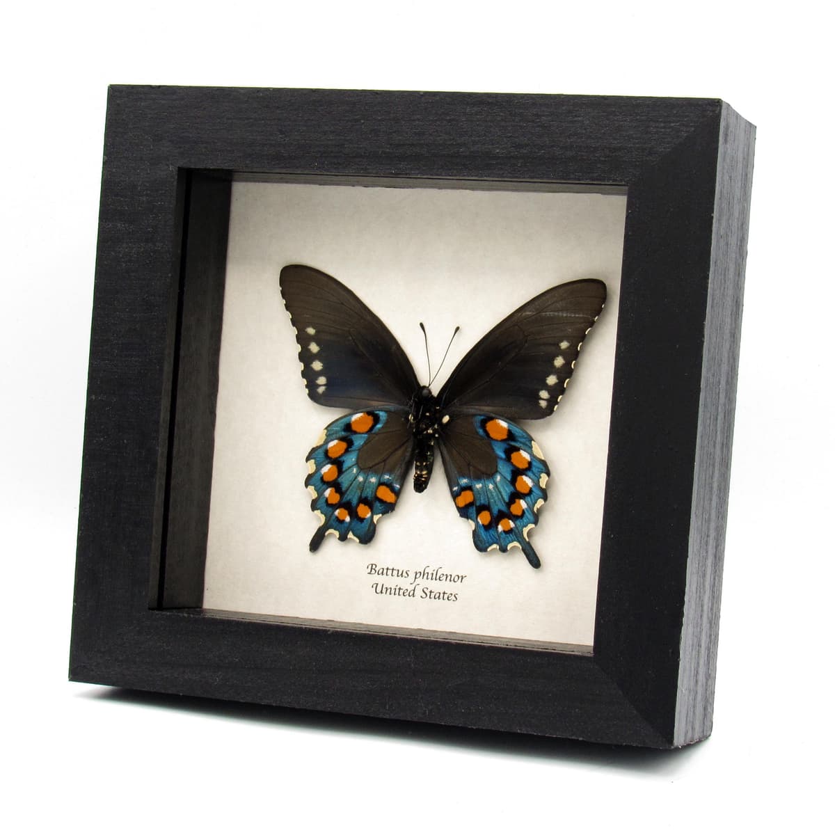 Real XL metallic Pipevine swallowtail framed taxidermy - Battus philenor - female
