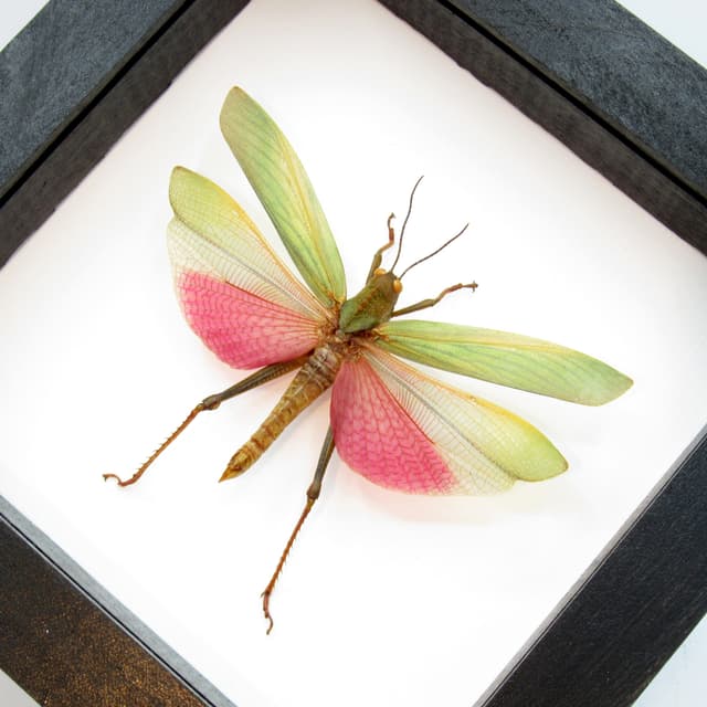 Real pink grasshopper framed taxidermy - Lophacris cristata