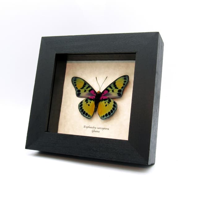 Rare fuchsia True Forester butterfly framed taxidermy - Euphaedra sarcoptera