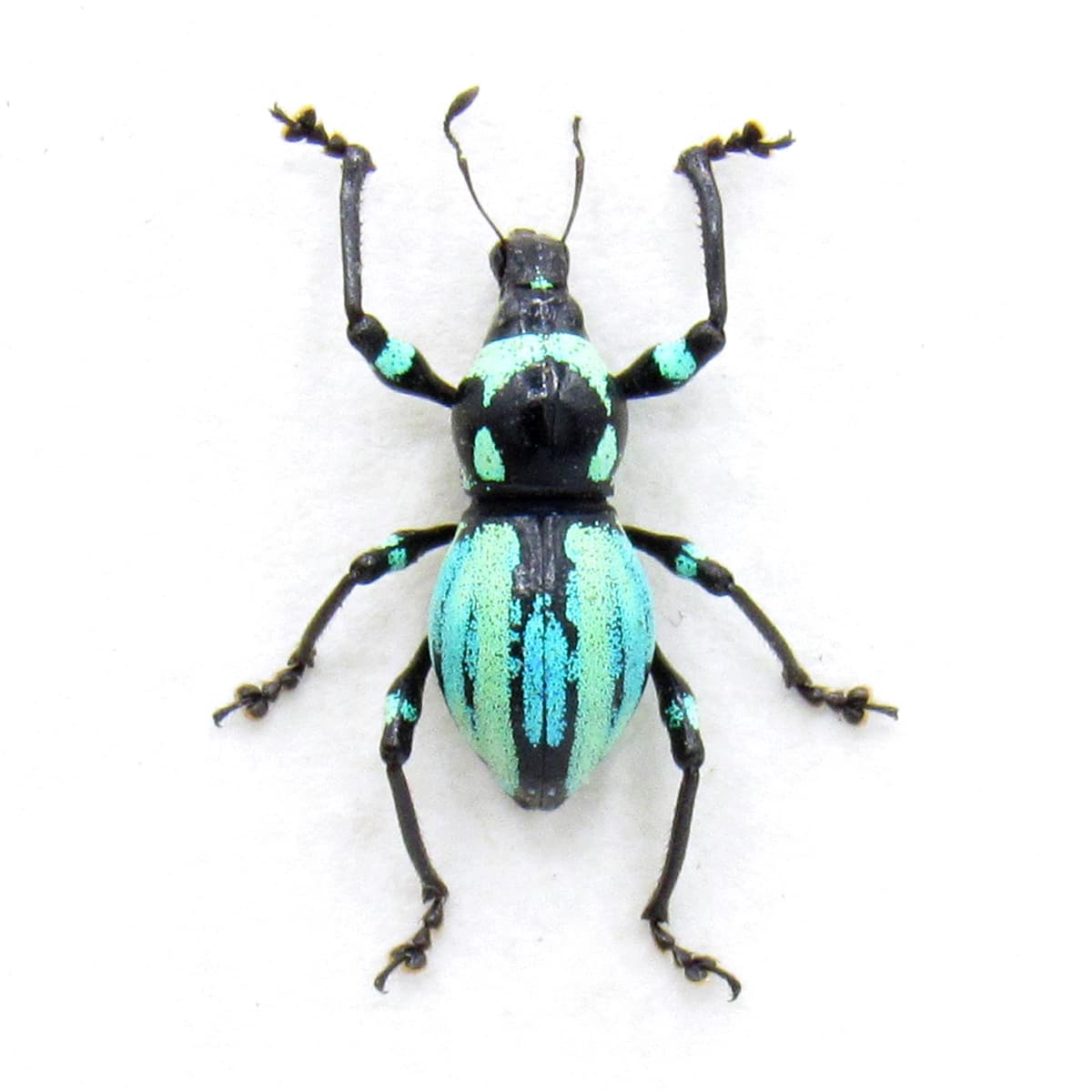Rare weevil beetle framed specimen - Metapocyrtus species