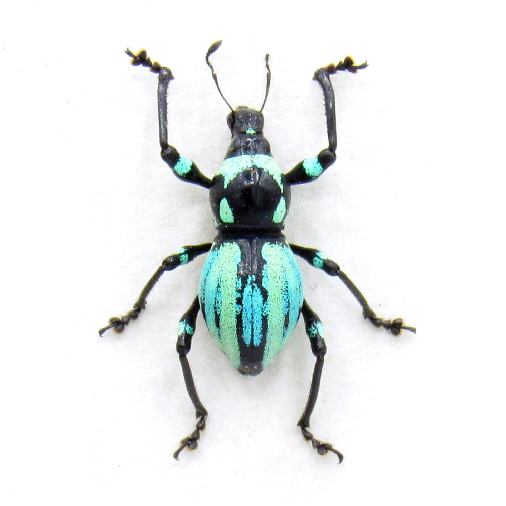 Rare weevil beetle framed specimen - Metapocyrtus species