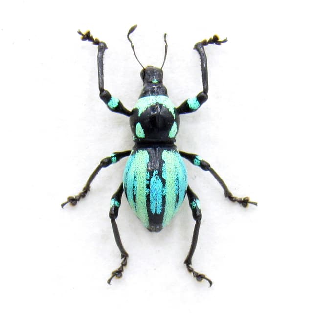 Rare weevil beetle framed specimen - Metapocyrtus species
