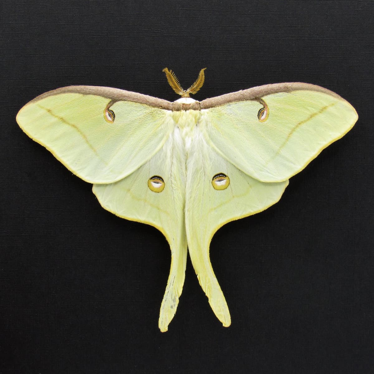 Real large Luna Moon Moth framed taxidermy - Actias luna - Victorian mount