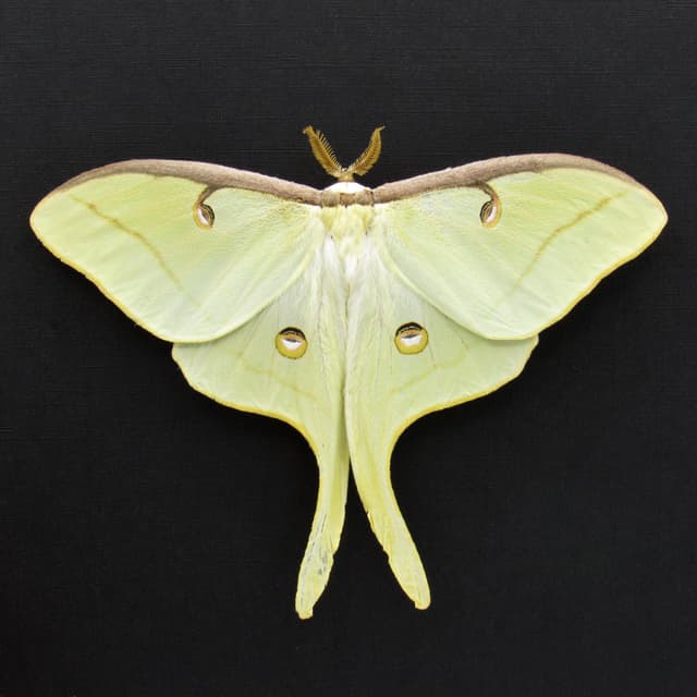 Real large Luna Moon Moth framed taxidermy - Actias luna - Victorian mount