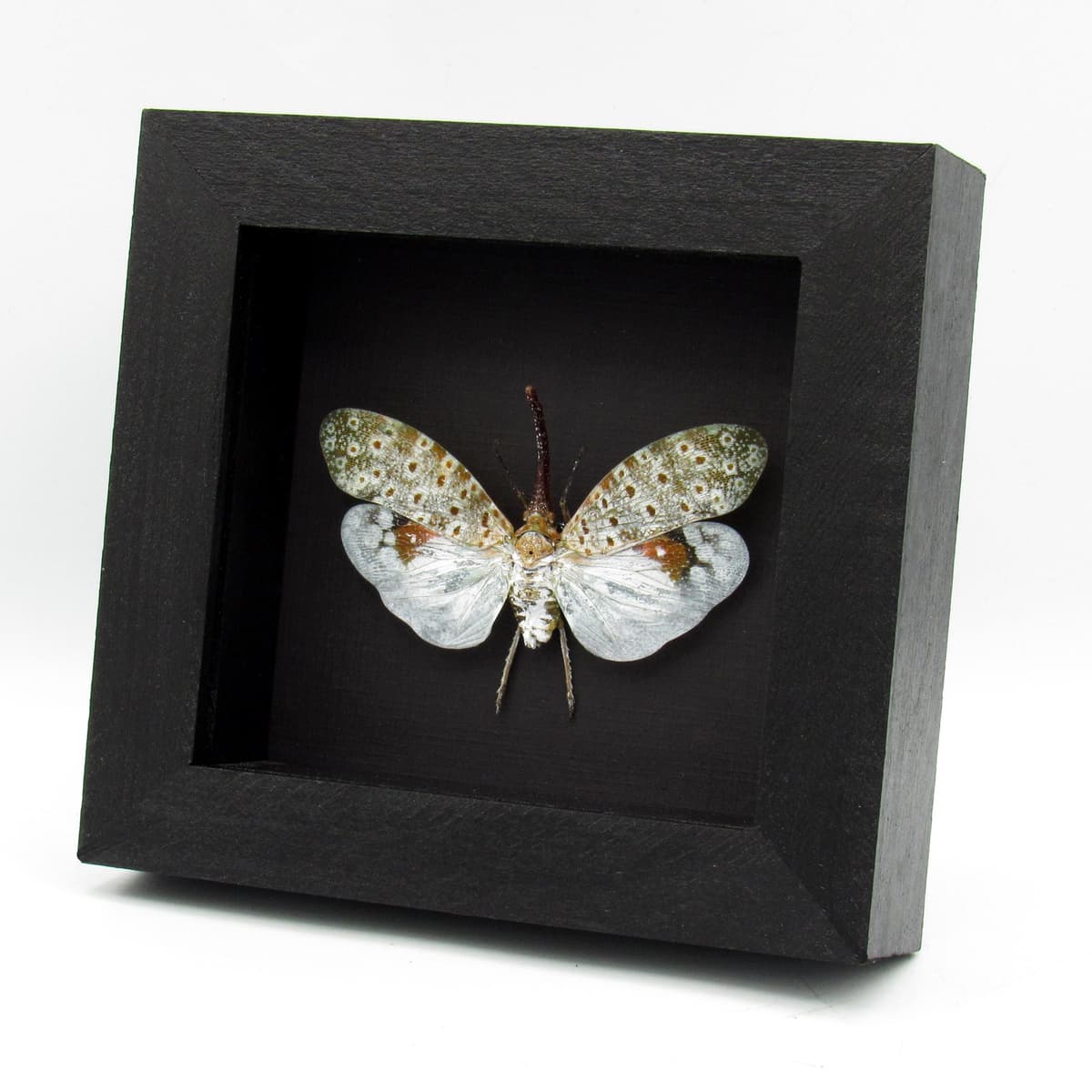 Real large White Lanternfly framed taxidermy - Pyrops oculata