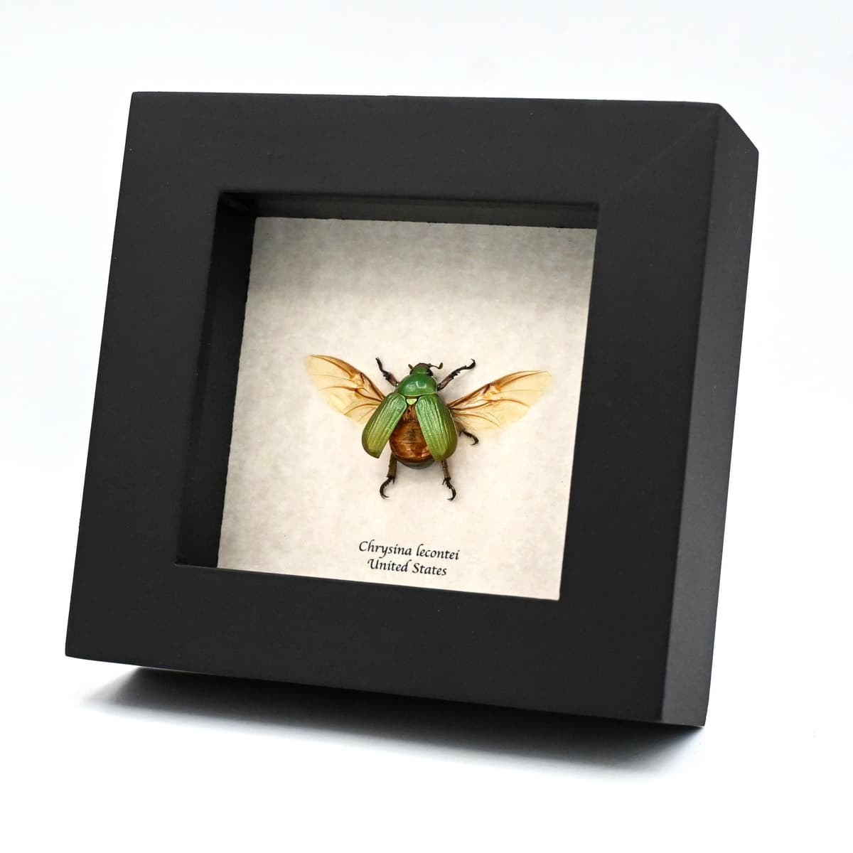 Real jewel Scarab beetle framed - Chrysina lecontei