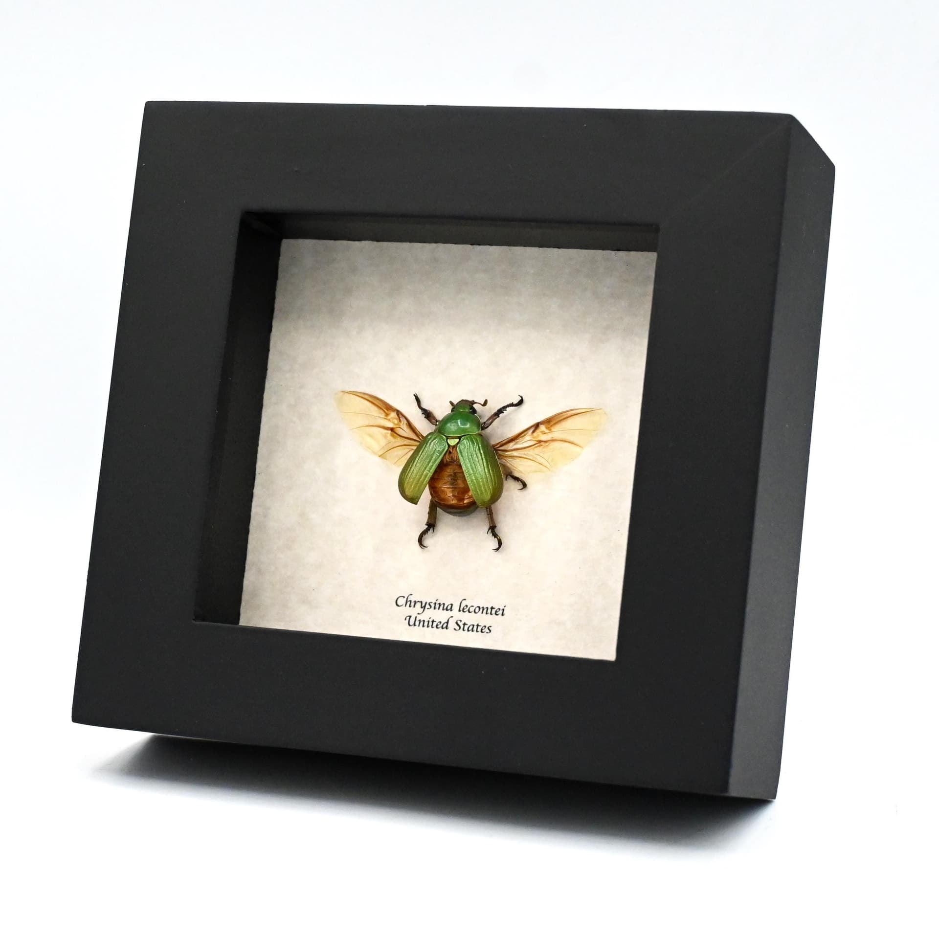 Real jewel Scarab beetle framed - Chrysina lecontei