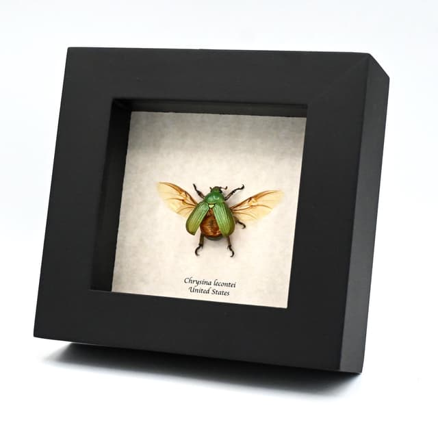 Real jewel Scarab beetle framed - Chrysina lecontei