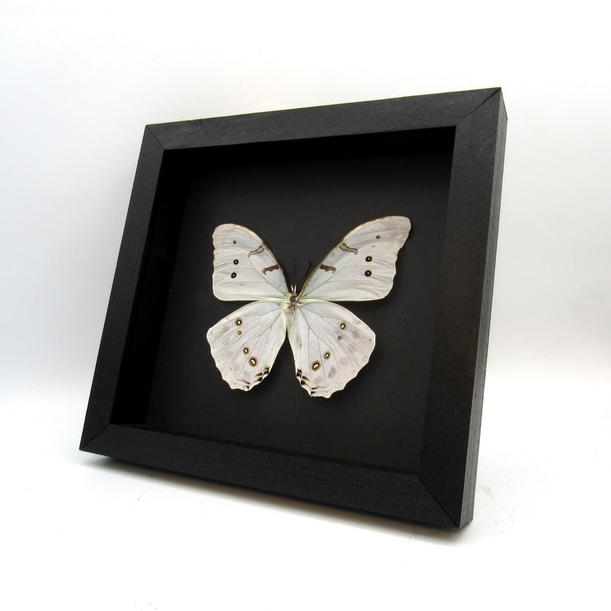 Rare opalescent Morpho butterfly framed taxidermy - Morpho luna