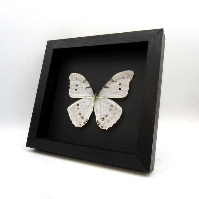 Rare opalescent Morpho butterfly framed taxidermy - Morpho luna