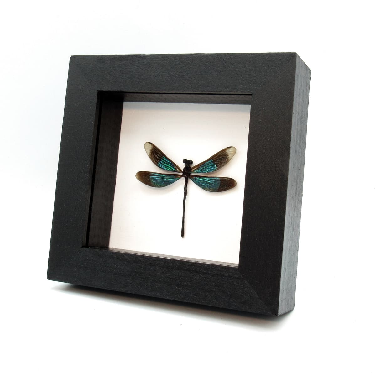 Real framed metallic dragonfly taxidermy - Euphaea refulgens