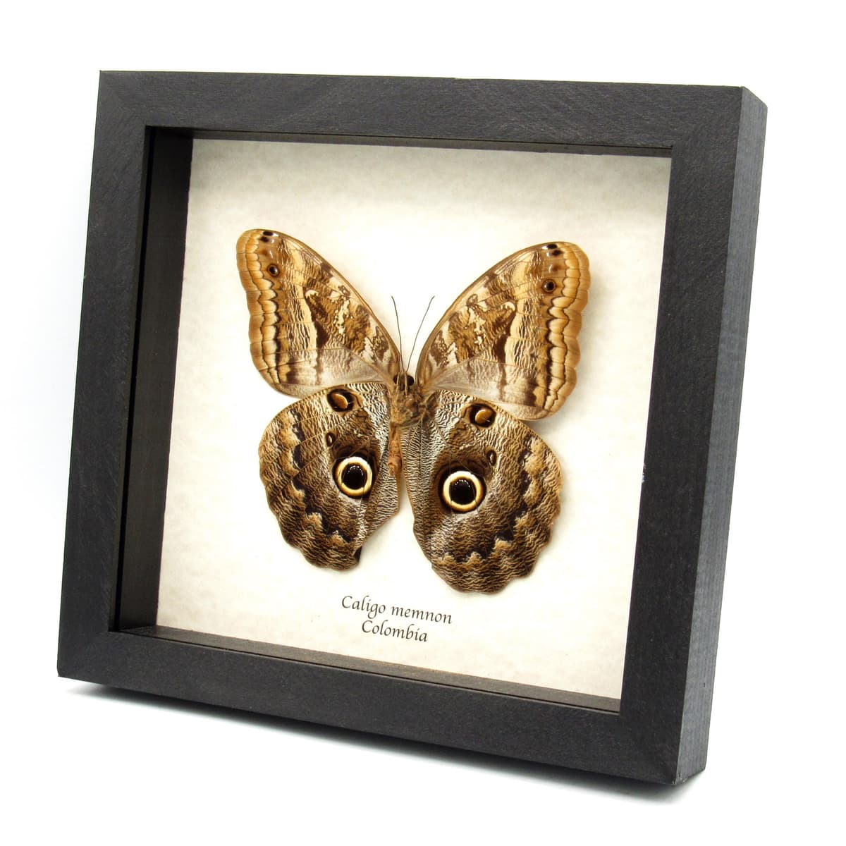 Real Giant Owl butterfly framed taxidermy - Caligo memnon - female