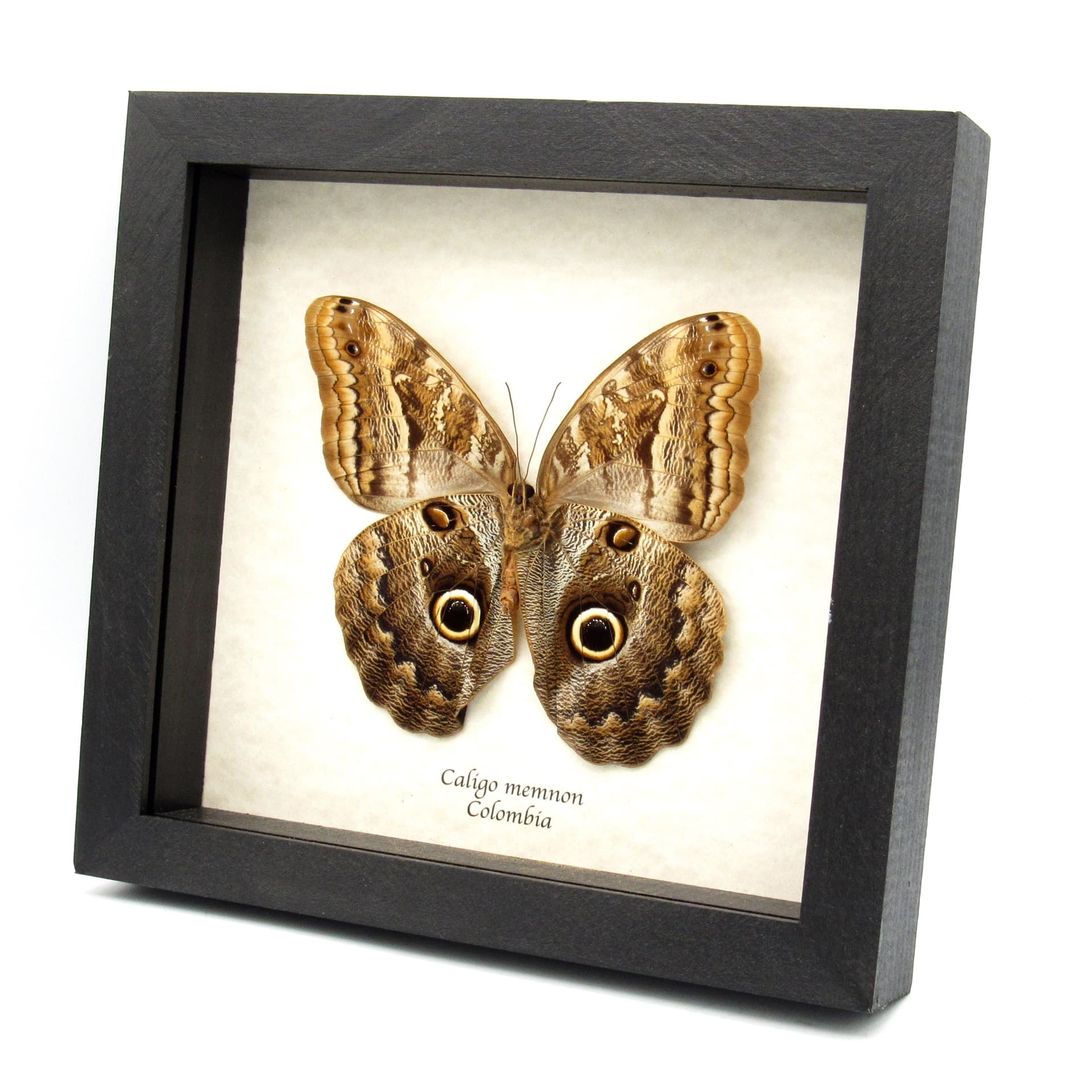 Real Giant Owl butterfly framed taxidermy - Caligo memnon - female