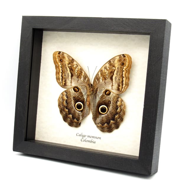Real Giant Owl butterfly framed taxidermy - Caligo memnon - female