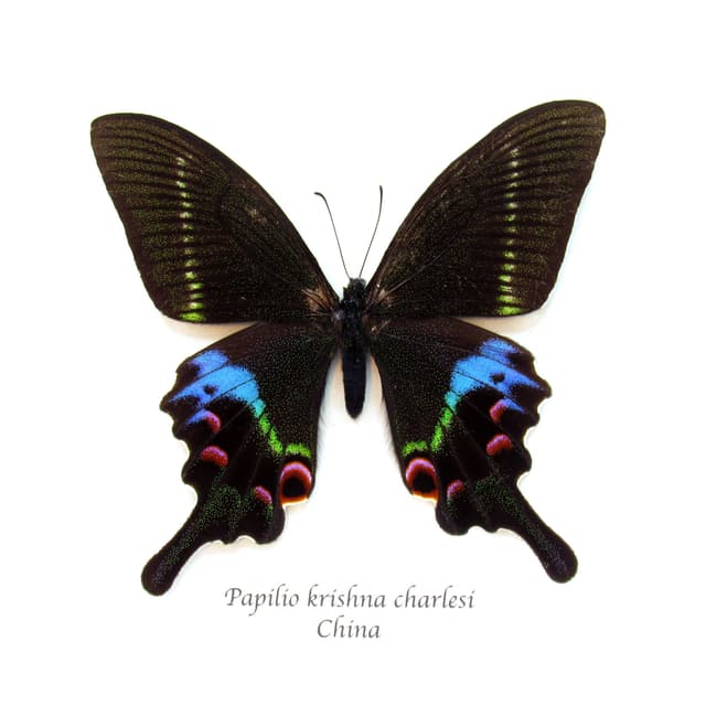 Rare Krishna Peacock Swallowtail butterfly framed taxidermy - Papilio krishna charlesi - minor damage