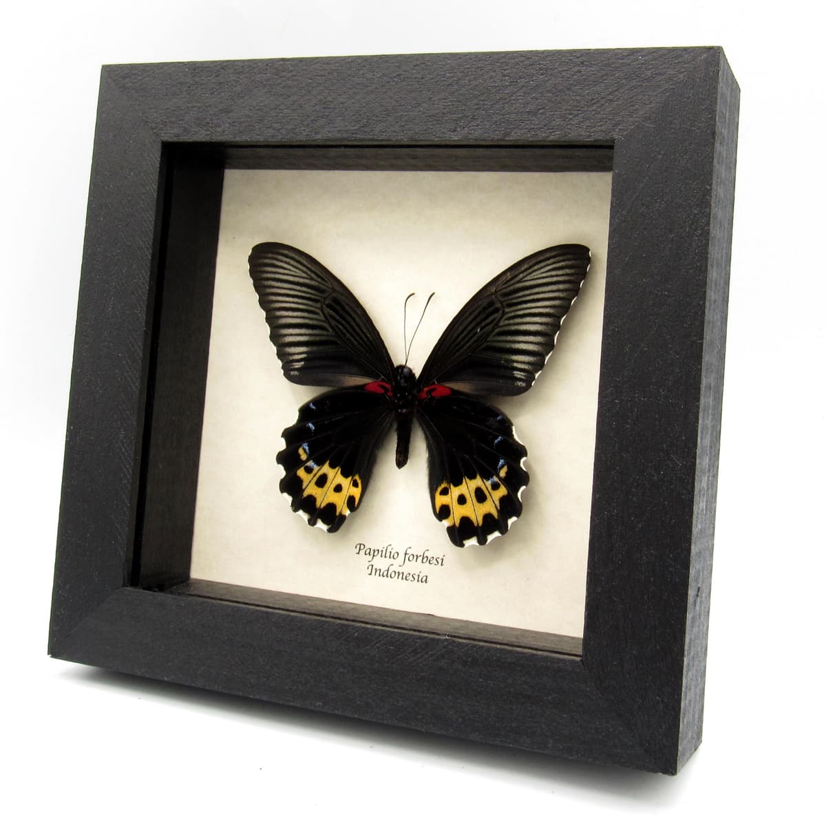 Real yellow butterfly framed specimen - Papilio forbesi