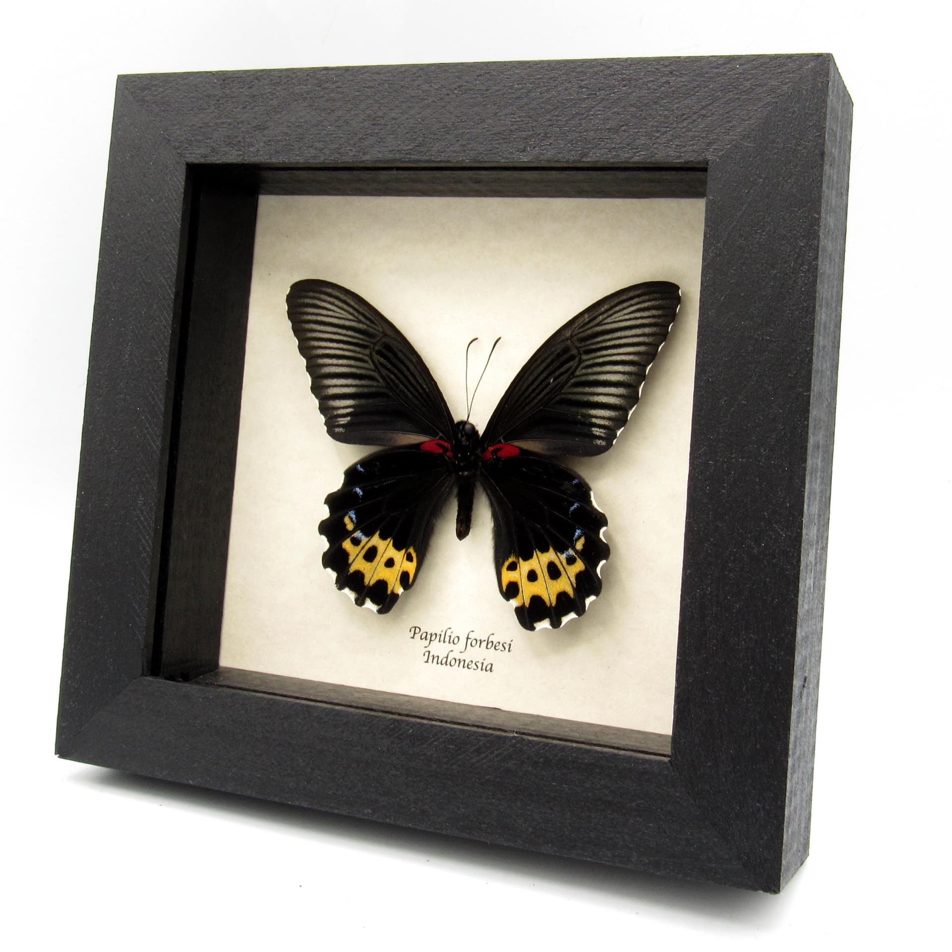 Real yellow butterfly framed specimen - Papilio forbesi