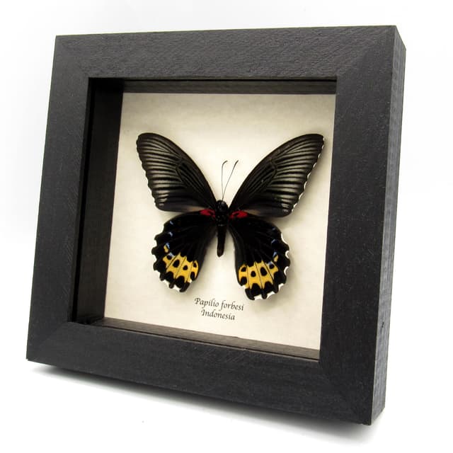 Real yellow butterfly framed specimen - Papilio forbesi