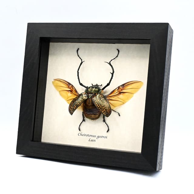 Real Long-armed Scarab beetle framed - Cheirotonus gestroi
