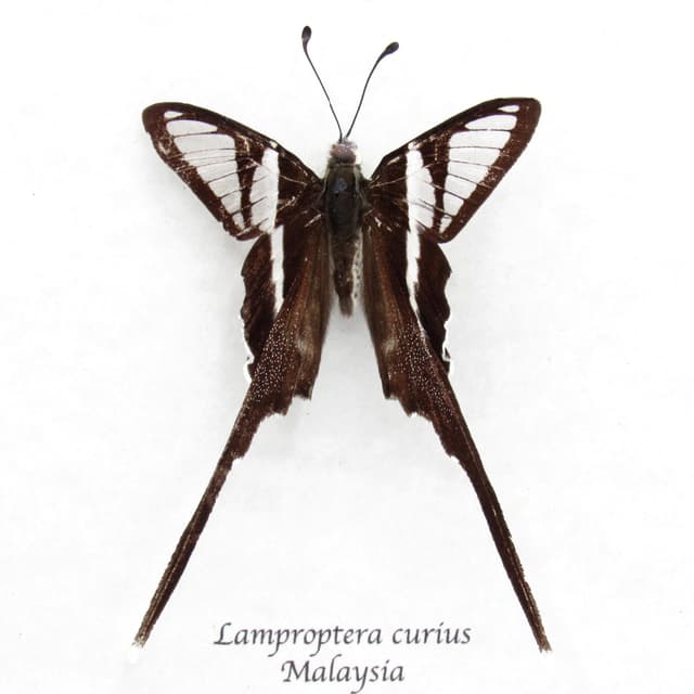 Real White Dragontail butterfly framed taxidermy - Lamproptera curius