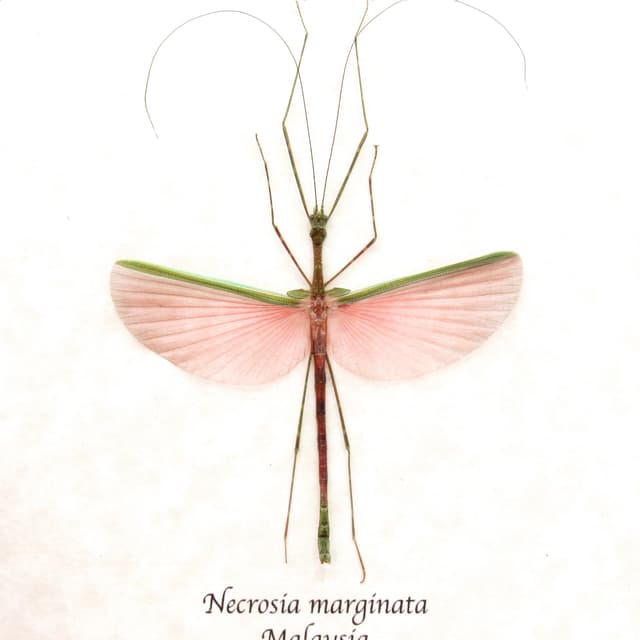 Real pink stick bug framed taxidermy - Necrosia marginata