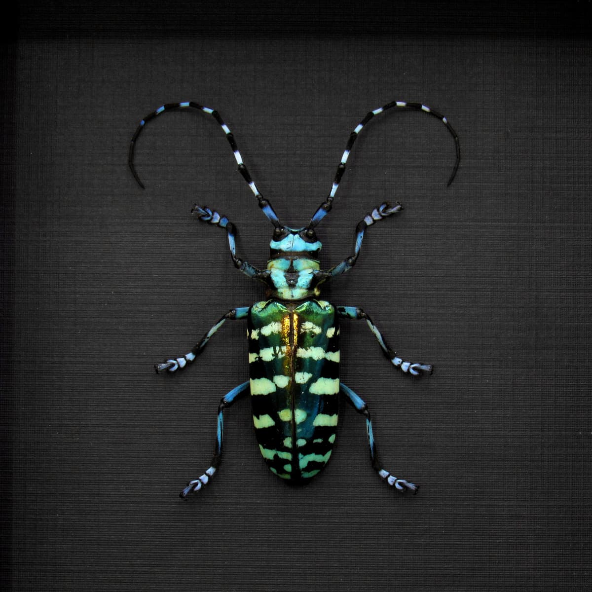 Large XL real blue Longhorn beetle framed taxidermy - Anoplophora graafi - female
