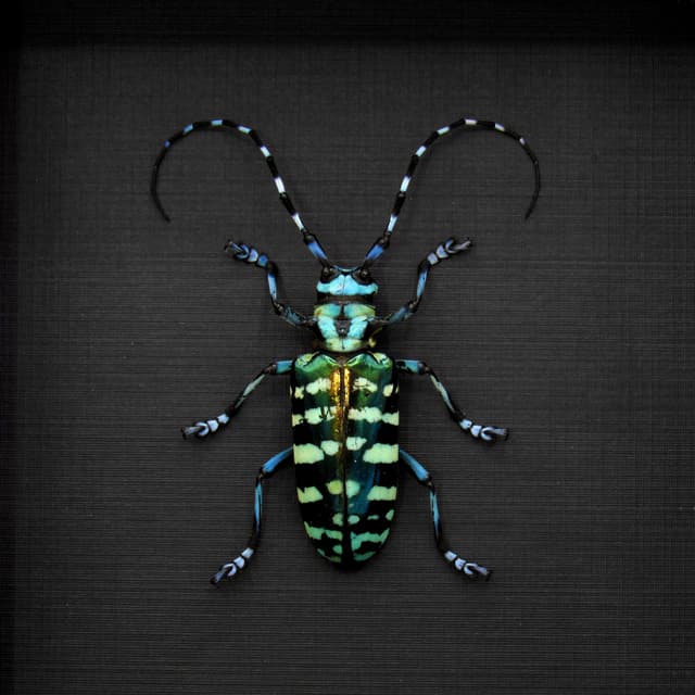 Large XL real blue Longhorn beetle framed taxidermy - Anoplophora graafi - female